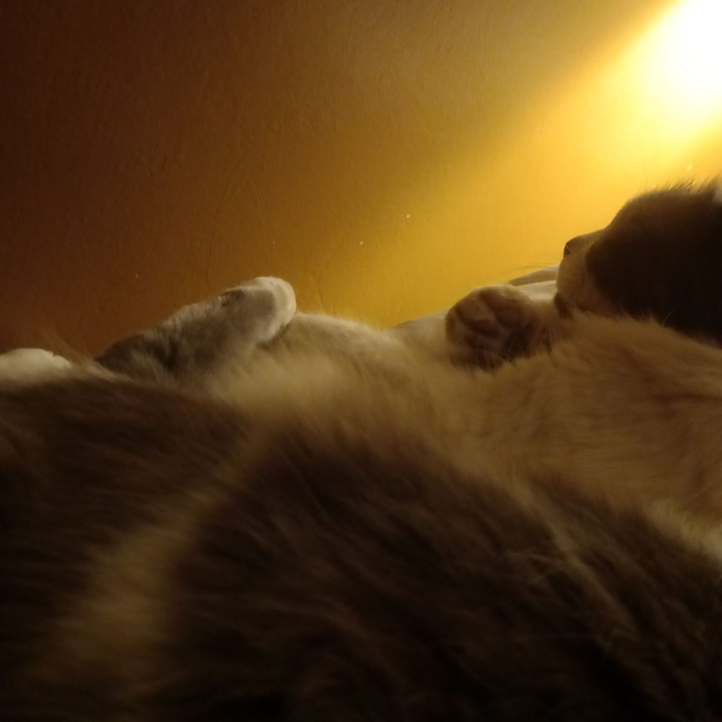 Image #1 from Nicolene