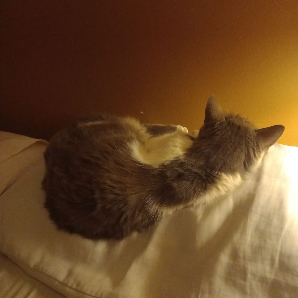 Image #2 from Nicolene